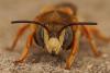 Rhodanthidium septemdentatum